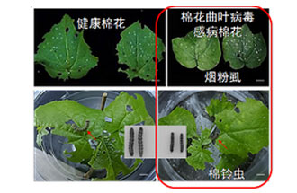 近日，微生物研究所發(fā)現(xiàn)雙生病毒調(diào)控植物免疫平衡實現(xiàn)全新生態(tài)功能