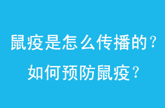 鼠疫是怎么傳播的？如何預防鼠疫？